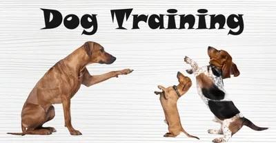 Dog training