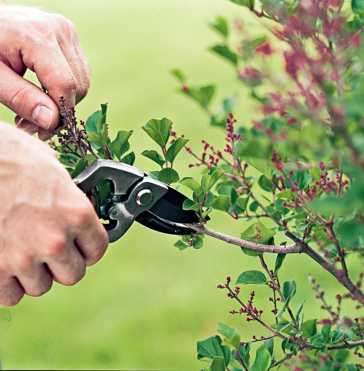 Pruning