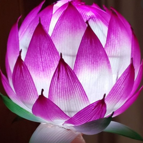 lotus lantern